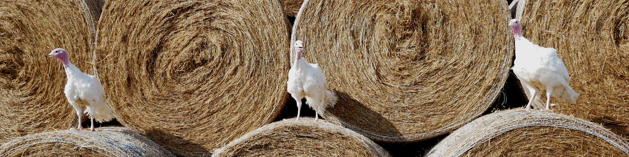 Heart of England Farms - Christmas Turkeys, Cockerels and Geese